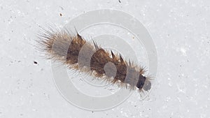 Small fuzzy brown caterpillar on old snow in late winter macro, selective focus, shallow DOF