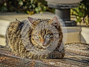 Small and fuzzy street kitty cat sunbathing on a wooden bench.