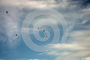 Canada geese flying on a sunny day