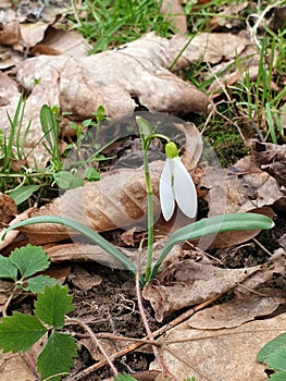 small Galanthus at spring forest - snowdrop