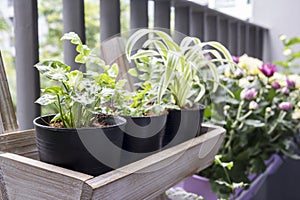 Small garden on the balcony