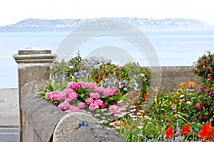 Small garden with flowers, Dun Laoghaire, Ireland