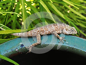 Small garden house lizard