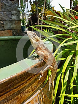 Small garden house lizard