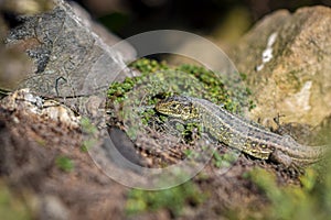 Small garden lizard closeup photo