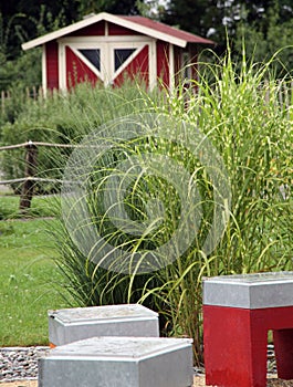 Small garden with perennial grass