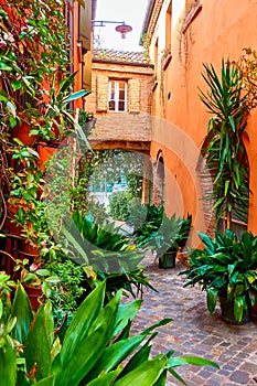 Small garden with plants in flowerpots in narrow alley