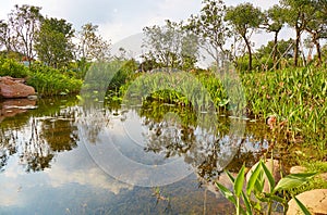 Small garden pond