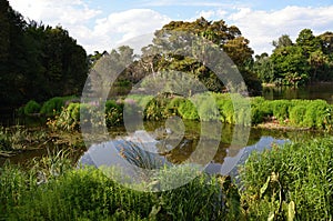 Small, garden, pond, amid botanical gardens, in Melbourne