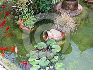 Small garden pond with red fish and clay jug, many decorative evergreens