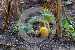 Small garden pumpkin aka cucurbit