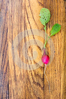 Small garden radish on dark wooden board.