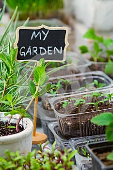 A small garden with seedlings at home on the balcony. Decorative board with text My Garden. Organic farming