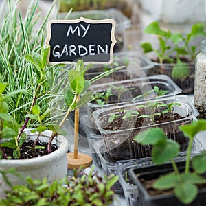 A small garden with seedlings at home on the balcony. Mint in a pot with the name on the plate. Twine for tying plants to a