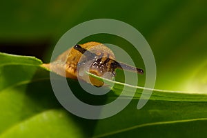 Small garden slug eating plant