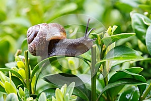 Small garden snail