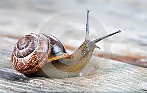 Small garden snail