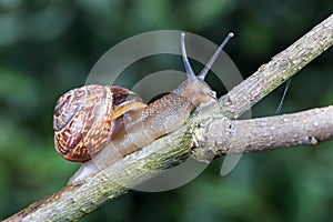 Small garden snail