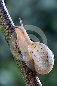 Small garden snail