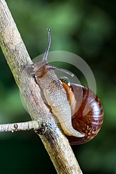 Small garden snail