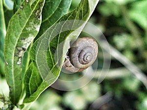 Snail on a green leaf in a garden