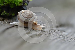 A small garden snail crawls on an old board