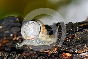 A small garden snail creeps along the trunk