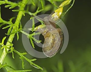 Small garden snail eating a plant