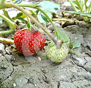 Small garden snail feeding on strawberry