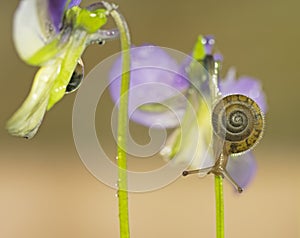 Small garden snail on a flower