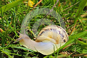 Small garden snail on grass