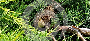 small garden snail on green thuja or cypress leaves close up macro