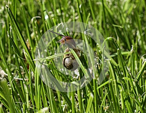 A small garden snail - Helix aspersa, climbing grass