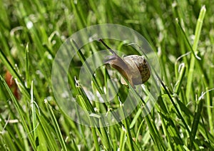 A small garden snail - Helix aspersa, eating grass