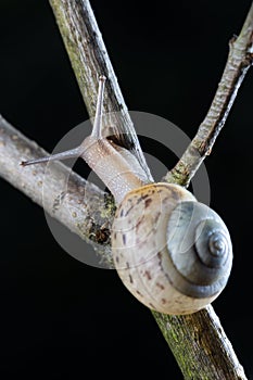 Small garden snail photo