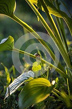 Small garden snail on the long stem of hosta leave showing its horns