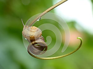 Small Garden Snail