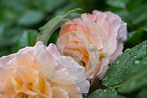 Small garden snail on rose