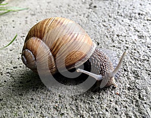 Small garden snail in shell crawling on wet road, slug hurry home