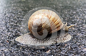 Small garden snail in shell crawling on wet road, slug hurry home