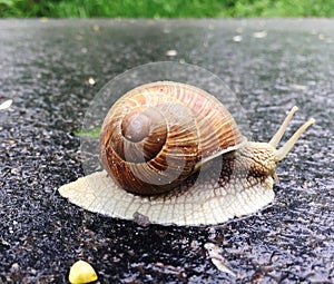 Small garden snail in shell crawling on wet road, slug hurry home