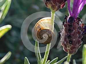 A small garden snail shell on a Lavender flower stalk.