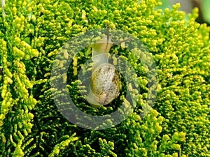 Small Garden Snail on a Cypress tree