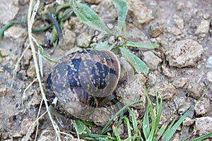 A small garden snail is slowly moving about its business.