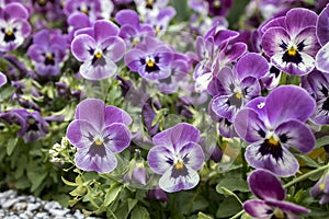 Small garden violets. Spring flowers