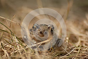 small garlic toad sits in the grass and looks into the camera
