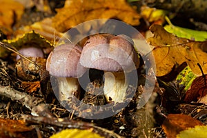 Small Gassy webcap, Cortinarius traganus, poisonous mushrooms in forest close-up, selective focus, shallow DOF