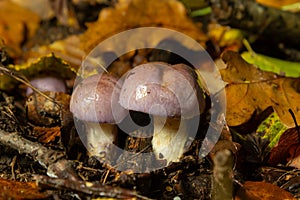 Small Gassy webcap, Cortinarius traganus, poisonous mushrooms in forest close-up, selective focus, shallow DOF