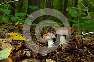 Small Gassy webcap, Cortinarius traganus, poisonous mushrooms in forest close-up, selective focus, shallow DOF