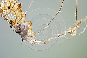 small gastropod on a climbing tour in a dry leaf, metaphor background, copy space